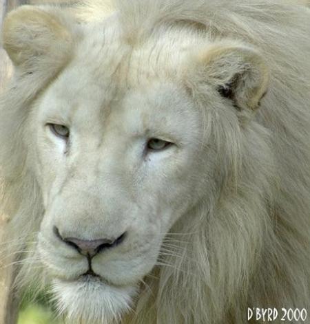     lion blanc tré tré rare !
