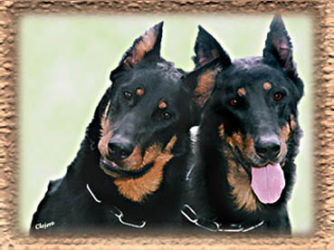 beaucerons ou bergers de Beauce