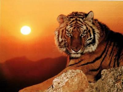 un tigre (com tu l'a vu)