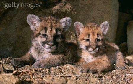 petits animaux